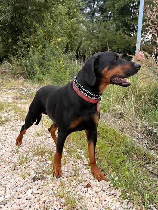 Oddam w dobre ręce psa(kojec i buda gratis)