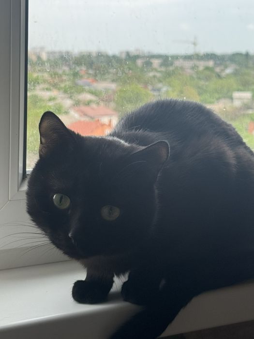 Котёнок девочка объявление зарание