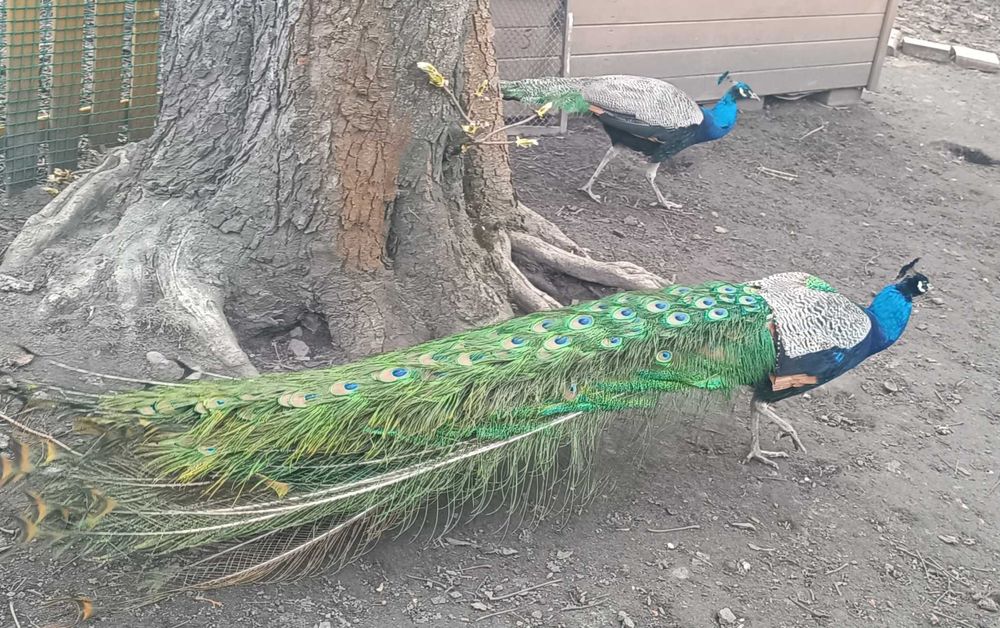 Pawie indyjskie dla Twojego ogrodu . Samce i samice.