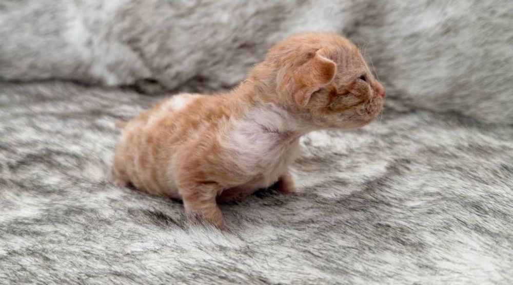 Продаються малюки девон- рекс