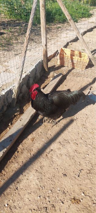 Ovos galados raça Jersey Gigante