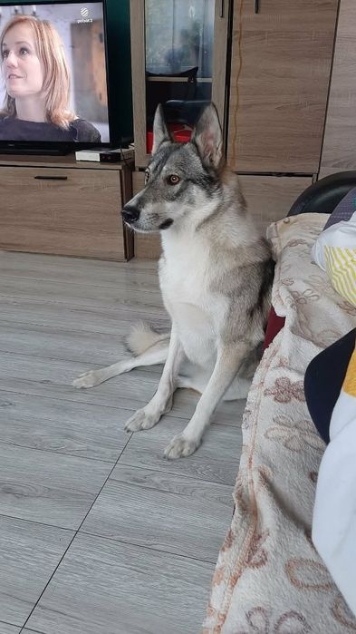 Pieski do adopcji