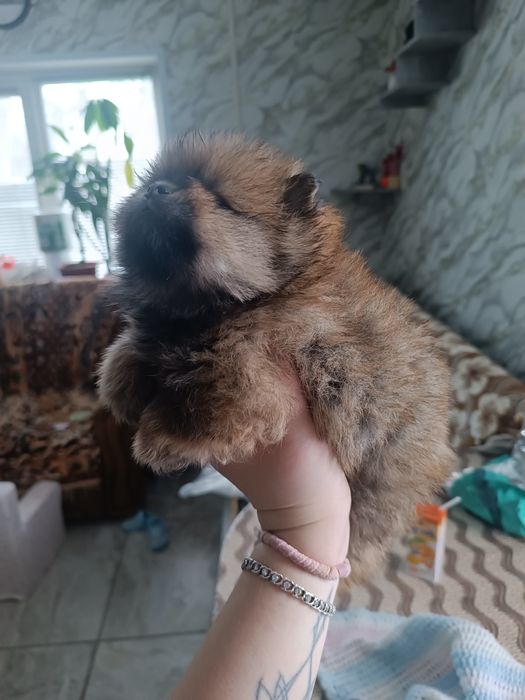 Цуценята шпіц, померанский шпиц, чорний з підпалом, соболь