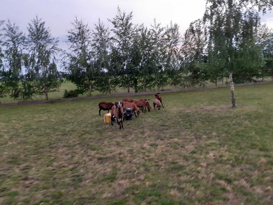Owce kamerunskie