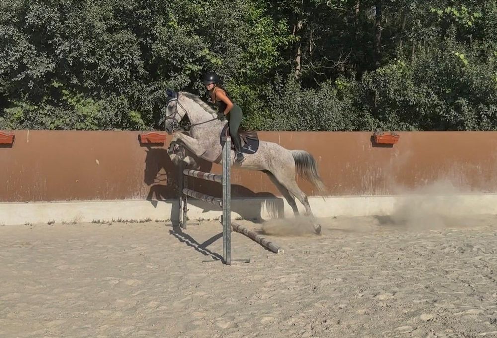 Cavalo com 9 anos a saltar