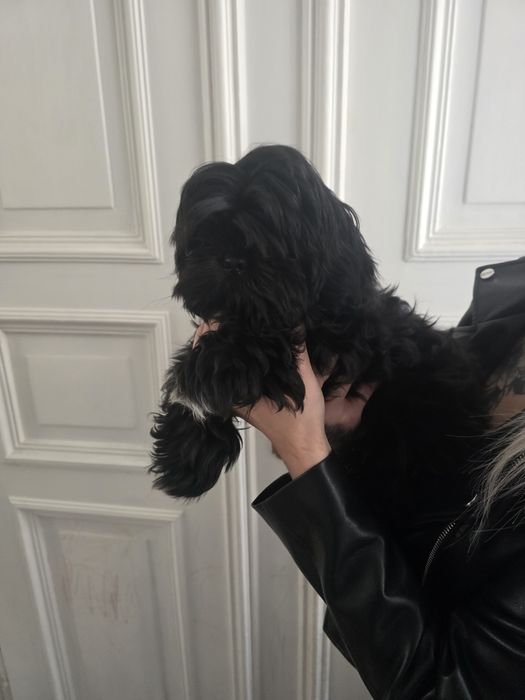 Shih tzu 4 miesieczny