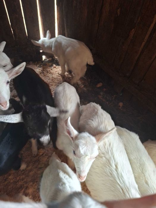 Козлята молочні  від 1 тижня і вище