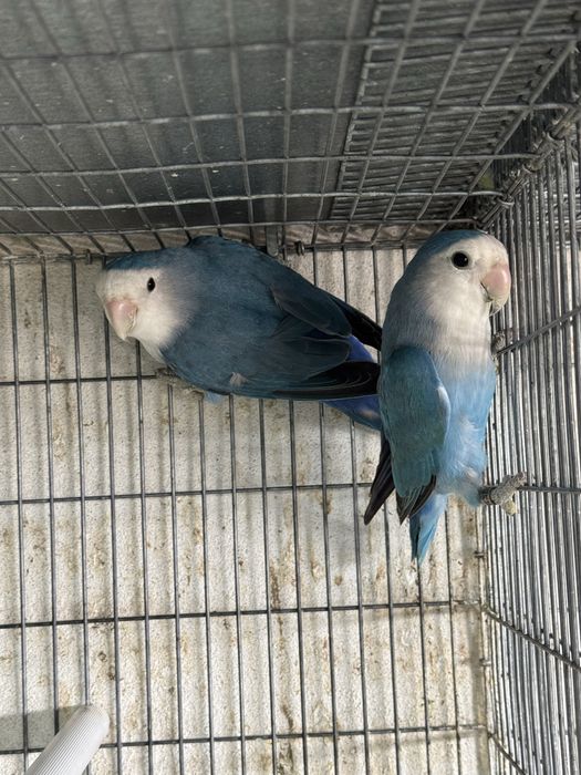 Casal agapornis roseicollis azuis