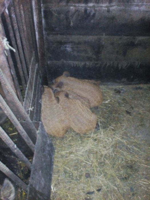 Венгерская пуховая мангалица!!! Угорська пухова мангалиця!!!