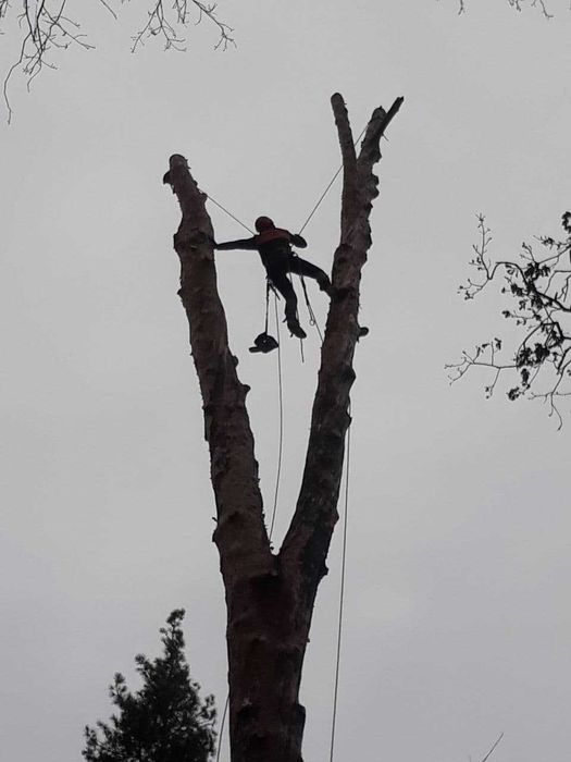 Спилить дерево. Убрать ветки, Попилить на чурки