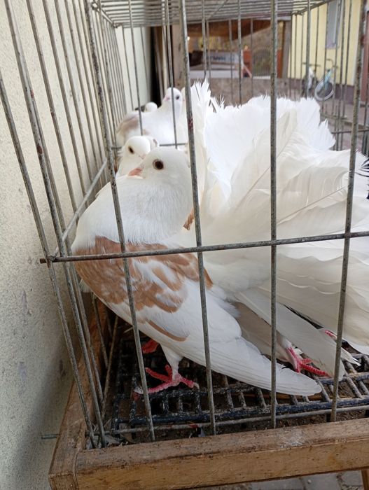 Gołębie pawiki boczate