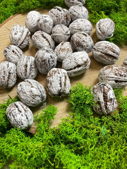 Orzechy Dekoracyjne Bielone 25 szt. Orzech biały Orzechy białe DEKO