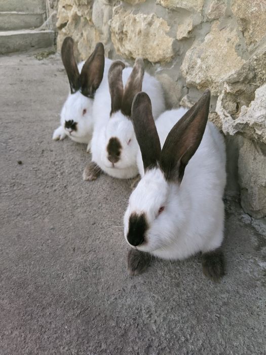 Кроликів хлопчики ,та дівчата