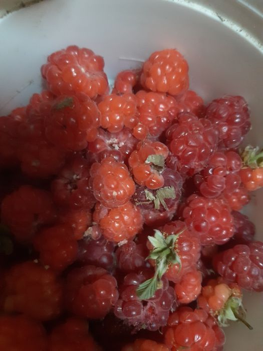 Pés framboesas vermelhas