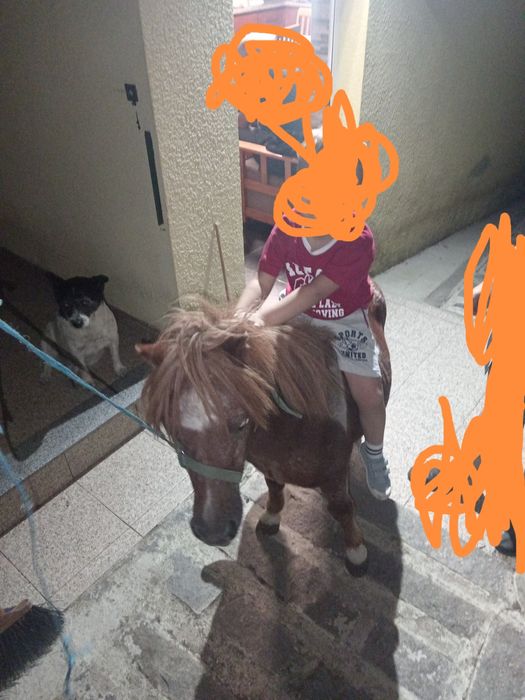 Ponei muito meiguinho habituado a crianças