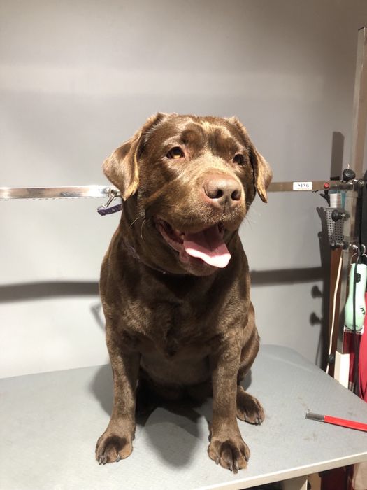 Грумінг, з думкою про Вашего улюбленця.