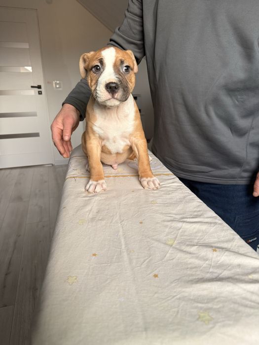 Amstaff piesek o mocnej budowie