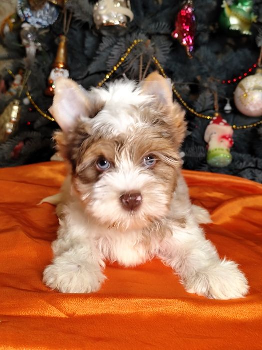 Блакитноока блондинка йорк