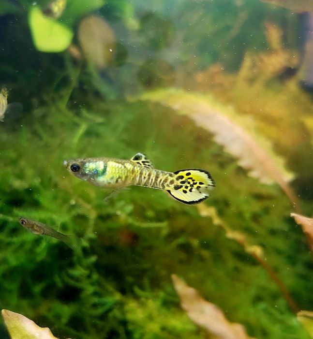 Gupik englera - yellow tiger