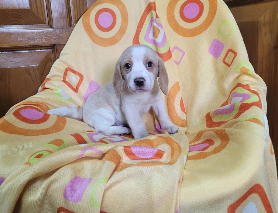 Cachorrinho beagle bicolor