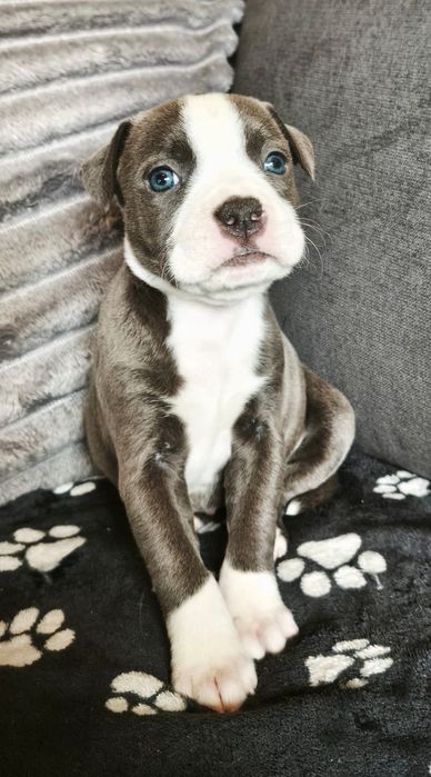 Staffordshire bull terrier staffie Blue com LOP