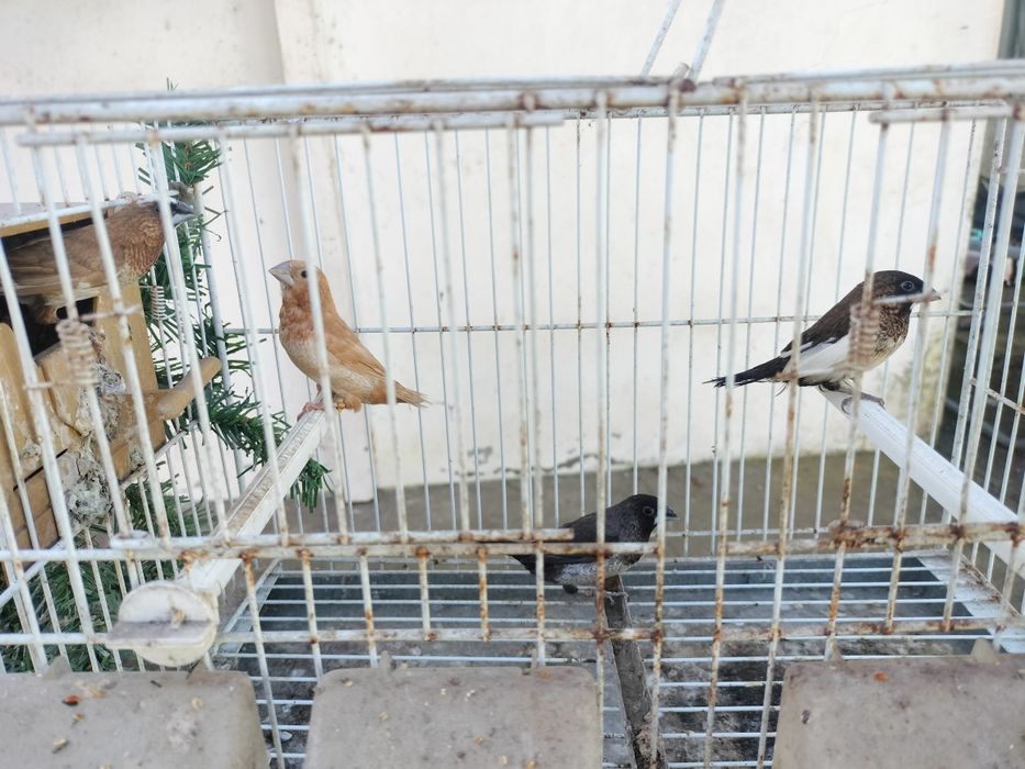 Exóticos disponíveis