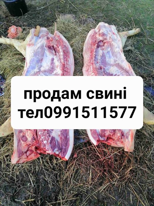 Домашня свинина тушка чи ціла