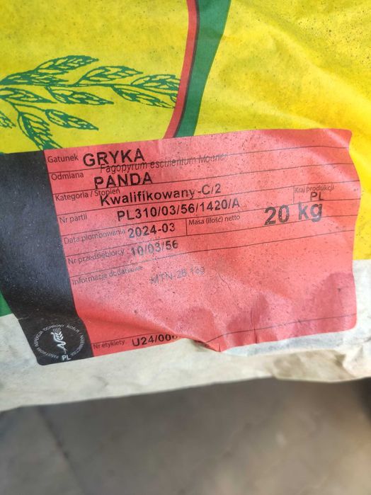 GRYKA odmiana Panda ŁUBIN Karo i Oskar