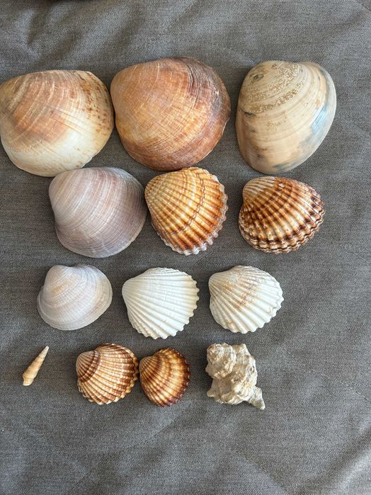 Muszle prawdziwe Morze Śródziemne różne rozmiary