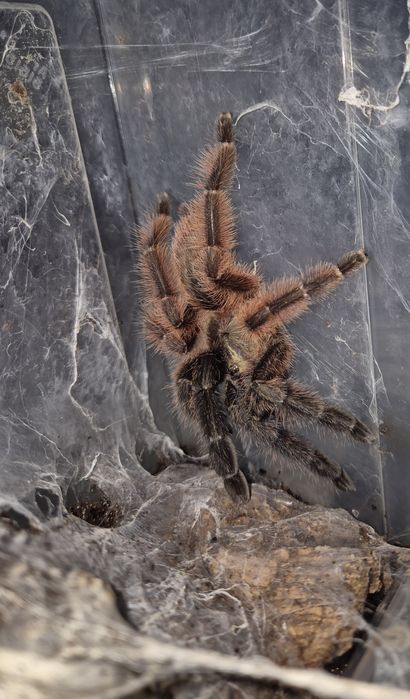 Psalmopoeus victori samica