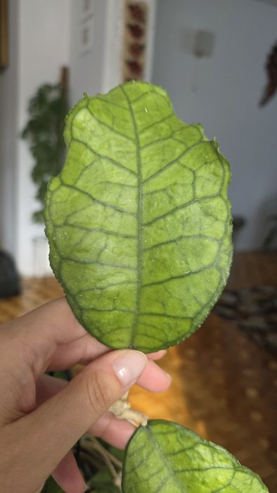 Hoya Nong Nooch iml 1541