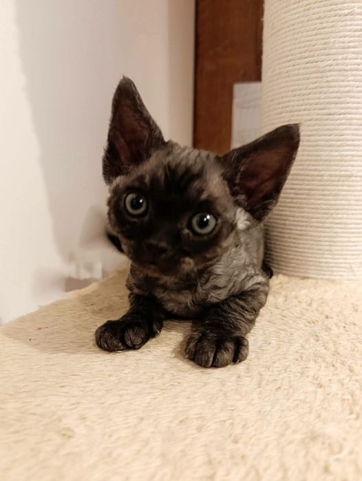 Kocurek Devon Rex DESMODUS