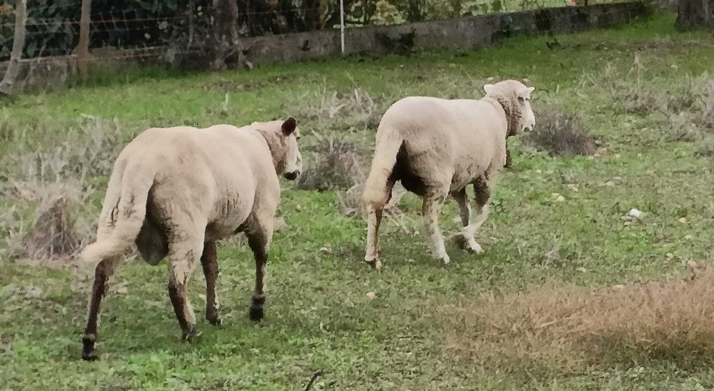 Casal de ovelhas + 2 crias