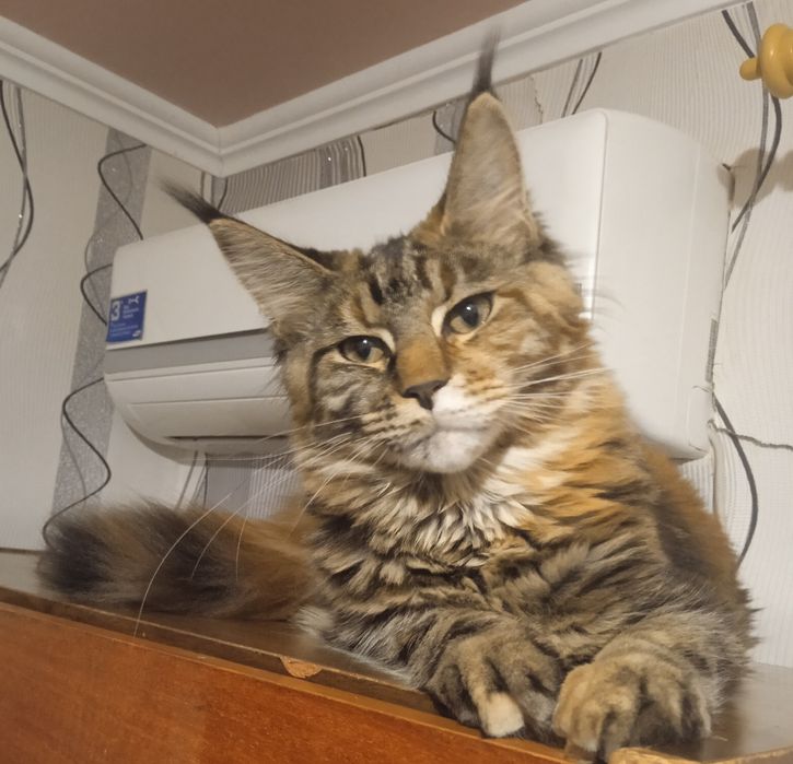 Мейн- кун девочка