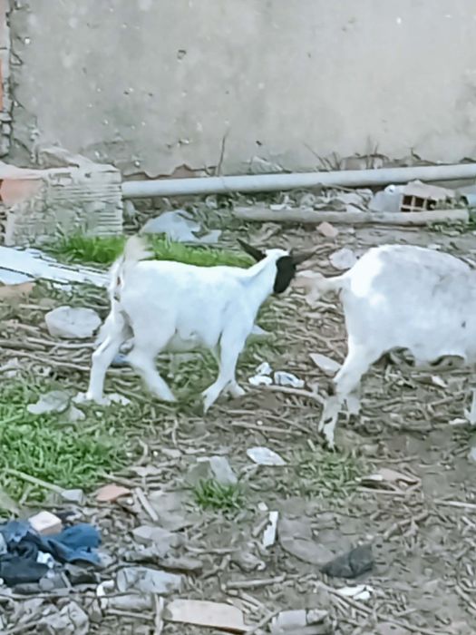 Vendo cabras anãs