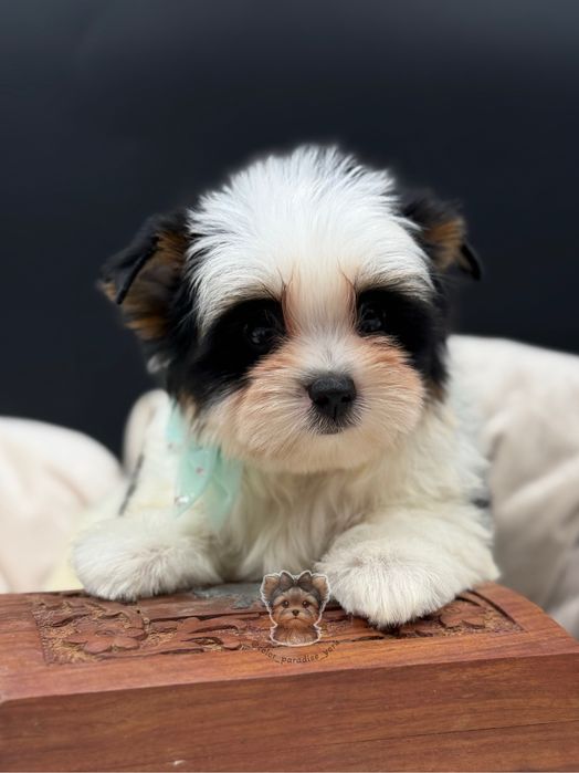 Цуценя Йоркширський терʼєр