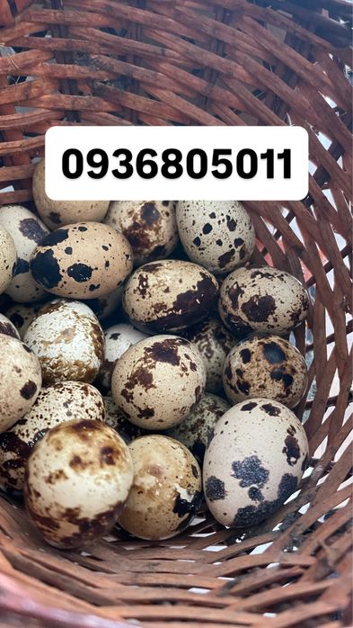 Інкубаційне перепелине домашне яйце