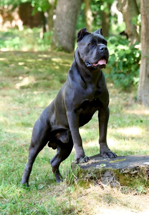 Кане-корсо вязка