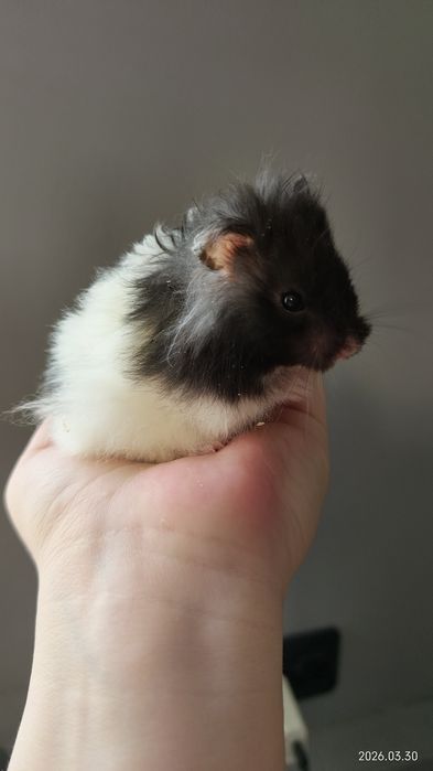 Малыши хомяки в хорошие руки