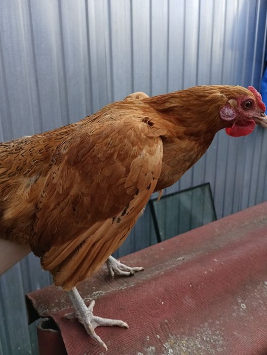 Młode kurki liliputki