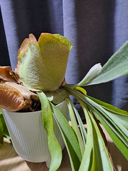 Платицеріум Platycerium