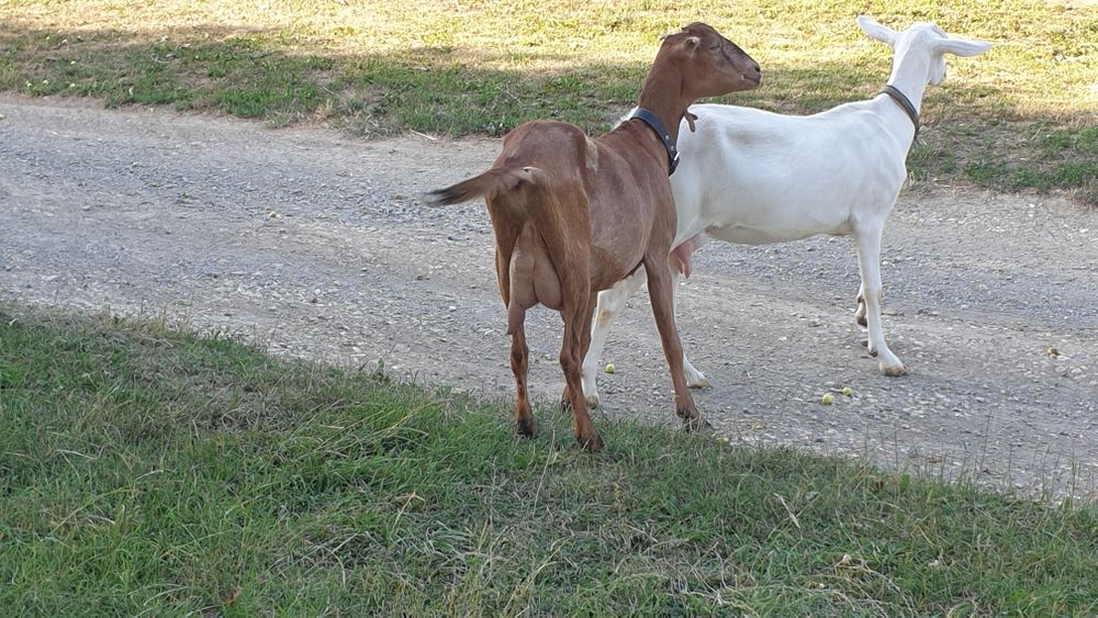 Продам свої кози