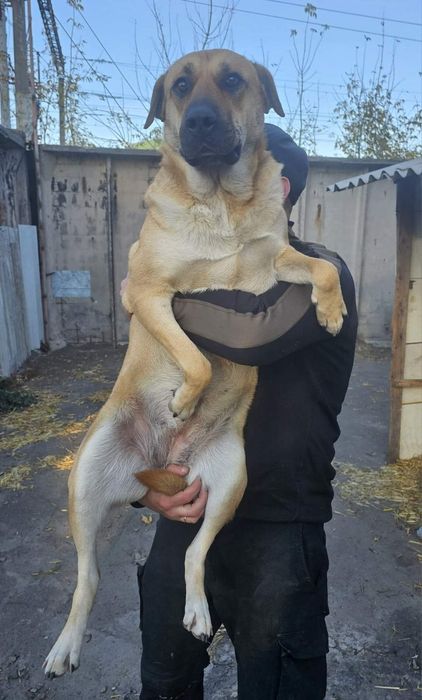 Собачка в добрі ручки!