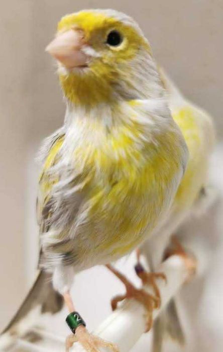 canários ágata topázio amarelo mosaico