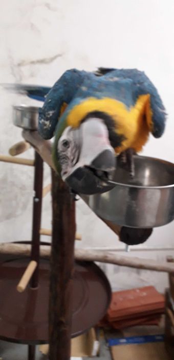 Araras Araraunas  F 25