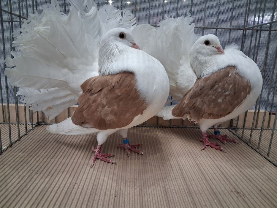 Pawiki pawik tarczowe