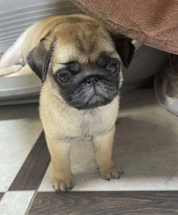 Собачка мопс продаж