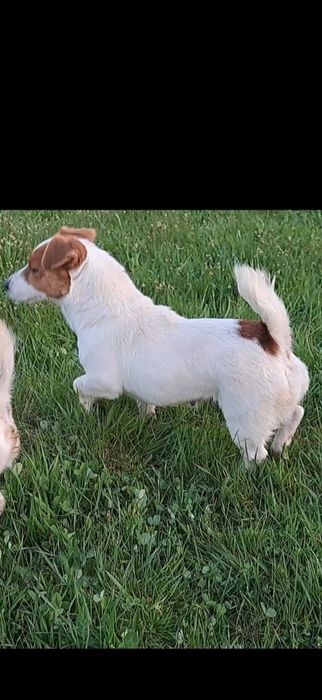 Джек Рассел терйер