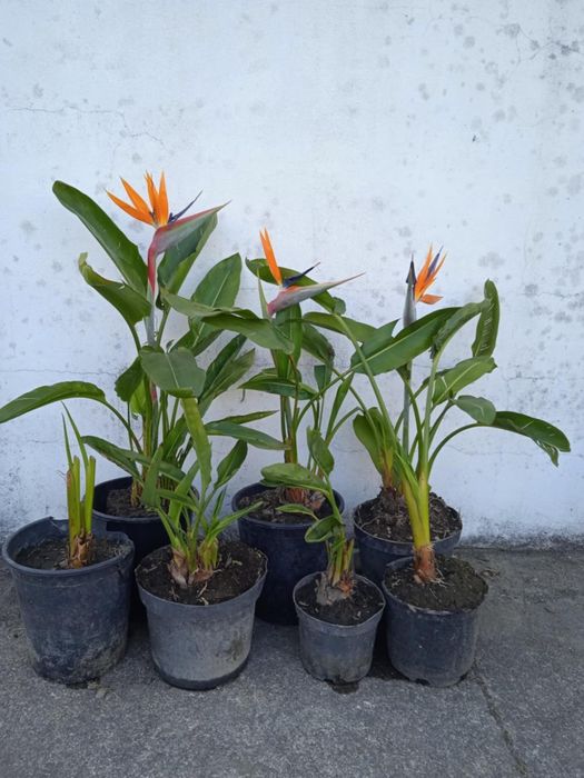 Vendo estrelicias com raiz, ou em vaso