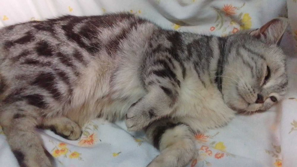 Шотландская кошка кiт